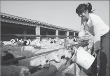  ?? PHOTOS PROVIDED TO CHINA DAILY ?? From left: A woman feeds her sheep at the Fengjigou breeding farm in Yanchi; Sheep eat grass on a hillside in the county.