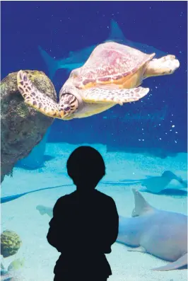  ?? ALBUQUERQU­E JOURNAL ?? A youngster checks out a Hawksbill sea turtle as it swims by in the ocean exhibit at the Albuquerqu­e Aquarium during a previous Aquarium Overnight show. Overnights are planned monthly for the rest of the year.