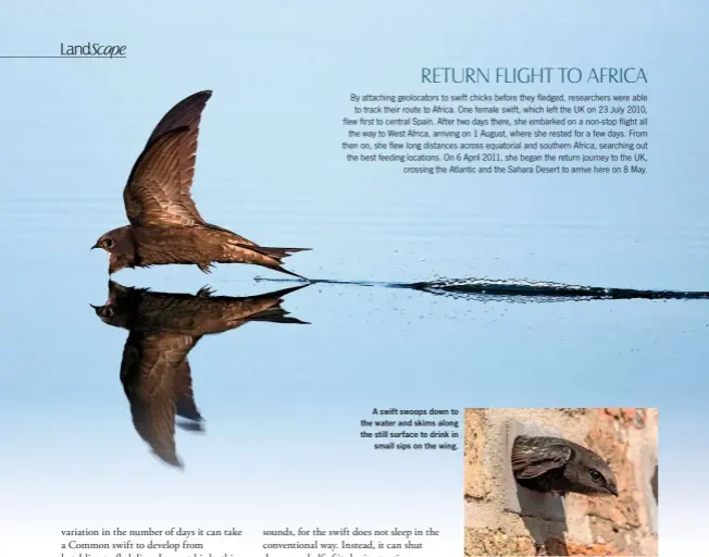  ??  ?? A swift swoops down to the water and skims along the still surface to drink in small sips on the wing.