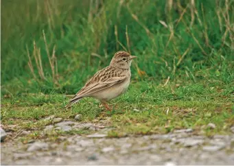  ?? ?? SEVEN: Greater Short-toed Lark (Great Orme, Conwy, 30 September 2006). This bird is plain whitish below, but note the small dark patch on the sides of breast which may be invisible until the bird stretches upwards. Diffuse fine streaking may be present below the dark patches and sometimes also across the upper breast (even in spring). In fresh plumage, the species shows thick, creamy fringes to all the wing feathers. Its legs are a noticeably pale orange or pink and it moves in erratic bursts with a hesitant, jerky walk.