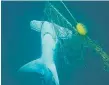  ??  ?? A dead Great Hammerhead shark in a net at Tallebudge­ra.