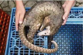  ?? — AP ?? Burgeoning demand: A forest ranger holding a pangolin confiscate­d from smugglers, during a press conference in Medan, North Sumatra.