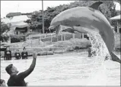  ?? K.C. Alfred San Diego Union-Tribune ?? SEAWORLD has been in turmoil since “Blackfish” came out in 2013. Above, Jorge Villa feeds a dolphin.