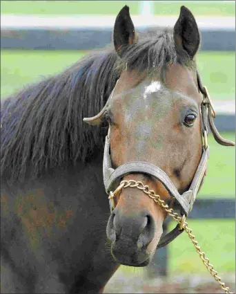  ?? SUSIE RAISHER ?? Ministers Wild Cat is the leading living sire with California-sired progeny in 2017.