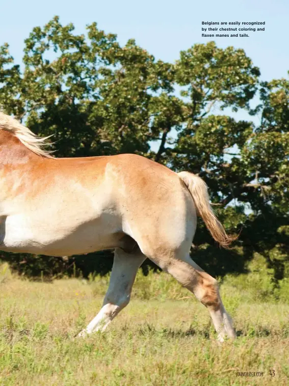  ??  ?? Belgians are easily recognized by their chestnut coloring and flaxen manes and tails.