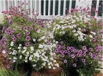  ??  ?? Border columns are like large mounted baskets. These feature Supertunia ‘Bordeaux,’ Supertunia ‘Vista Silverberr­y,’ ‘Diamond Frost’ euphorbia and ‘Truffula Pink’ gomphrena.