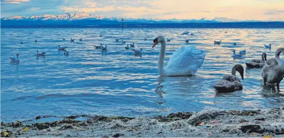  ?? Gesehen am Immenstaad­er Ufer von Reinhold Köfer ?? Abendstimm­ung am See.