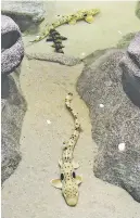  ?? ANDY MORRISON/ASSOCIATED PRESS ?? An epaulette shark swims in the touch aquarium at Toledo Zoo & Aquarium in Toledo, Ohio.