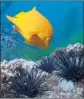  ?? BBC America ?? CALIFORNIA’S marine state fish, the Garibaldi, battles sea urchins on “Planet Earth.”