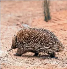  ??  ?? It’s believed many echidnas may have been able to bury themselves to survive the fire.