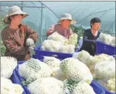  ?? HU WEIGUO / FOR CHINA DAILY ?? Farmers load freshly harvested organic cauliflowe­r in Mengcheng county, Bozhou, Anhui province, on Sunday.