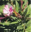  ?? IAN LINDSAY / VANCOUVER SUN ?? Oleander, found in Alnwick Castle’s Poison Garden, can cause nasty rashes and wreak havoc on your central nervous system.