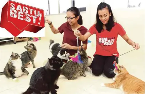  ??  ?? ISMA Haryati (kiri) bersama sebahagian daripada 50 kucing jalanan miliknya yang ditempatka­n di Sookie’s Store di Tanjung Lumpur.