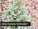  ?? ?? Abies koreana ‘Icebreaker’