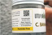  ?? LISA KRIEGER/STAFF ?? A Santa Cruz-bred strain of cannabis called C. Banana boasts 29-35 percent THC, the psychoacti­ve ingredient.