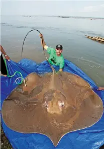  ?? ZEB HOGAN/UNR GLOBAL WATER CENTER VIA NEW YORK TIMES ?? Zeb Hogan, an aquatic biologist at the University of Nevada, Reno, with a giant freshwater stingray. Overharves­ting and habitat loss endanger most of the world’s freshwater ‘megafauna,’ but many species may yet be saved.