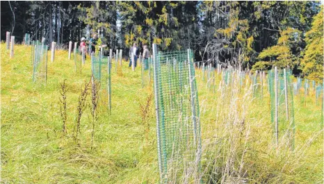  ?? FOTO: KATRIN BÖLSTLER ?? Die ersten paar Jahre müssen vor allem die Setzlinge der alternativ­en Baumarten geschützt werden.