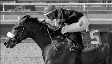  ?? MICHAEL BURNS ?? Holy Helena gave owner Frank Stronach his first Woodbine Oaks victory since 2008 on Sunday.