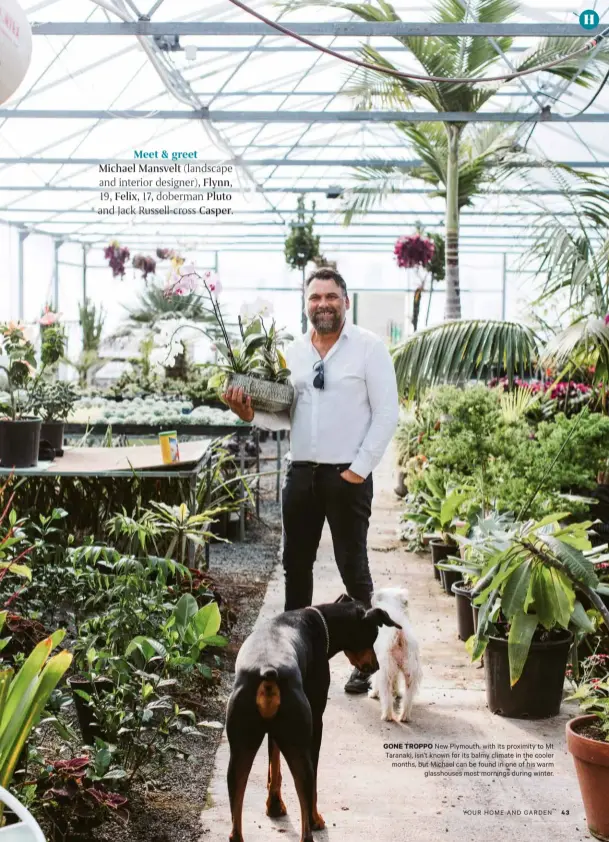  ??  ?? GONE TROPPO New Plymouth, with its proximity to Mt Taranaki, isn’t known for its balmy climate in the cooler months, but Michael can be found in one of his warm glasshouse­s most mornings during winter.