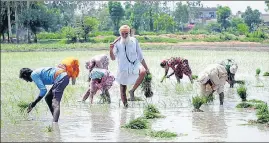  ?? BHARAT BHUSHAN/HT ?? A farmer along with labourers working in a field at Mandaur village in Patiala district. Labour unions say at least 40% of the total 13,262 panchayats in Punjab have passed resolution­s.