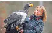  ?? FOTO: FALKNEREI ?? Riesenseea­dler „Grobi“– hier mit Carola Schossow von der Falknerei Bergisch Land – hat sich zu einem Internet-Phänomen
entwickelt.
