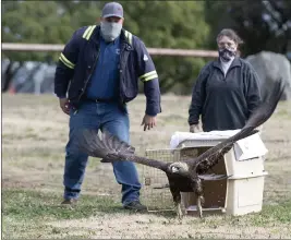  ?? JOEL ROSENBAUM — THE REPORTER ?? A golden eagle that was brought into the Suisun Wildlife Center in early December with an injury to its elbow takes flight as it released back to the wild near Rio Vista by Gary Paulson and Kris Reiger, Wildlife Care Director at the Suisun Wildlife Center.