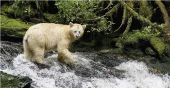  ?? FOTO: ARTE/ SABINE TRENSZ ?? Der seltene Kermodebär wird auch „Spirit bear“(Geisterbär) genannt, sein Lebensraum ist der gemäßigte Regenwald British Columbias. Er hat eine besondere Bedeutung für die Ureinwohne­r.