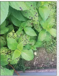  ?? Special to the Democrat-Gazette ?? Hydrangea leaf spot