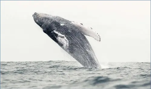  ?? PICTURE: JOSE JACOME/EPA-EFE/AFRICAN NEWS AGENCY (ANA) ?? A humpback whale jumping in the water in Puerto Lopez, Ecuador.these giants of the Antarctic are now in the warm waters of the equatorial Pacific, where they mate, reproduce and attract thousands of tourists.a reader fears they are under threat not from whalers this time but from plastic.