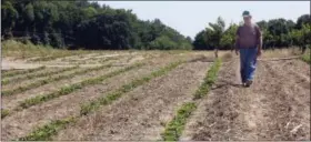  ?? THE ASSOCIATED PRESS ?? In this photo taken July 21, farmer John Lavoie walks through a drying strawberry patch in Hollis, N.H. Parts of the Northeast are in the grips of a drought that has led to water restrictio­ns, wrought havoc on gardens and raised concerns among farmers.