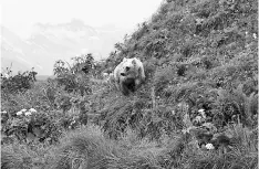  ??  ?? Bear and caribou roam in abundance within the refuge’s designated wilderness.