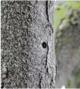  ?? Archivfoto: Maximilian Czysz ?? Nachdem sich die Larven durch das Holz gefressen haben, bohren sich die Käfer nach der Verpuppung aus einem solchen Loch aus.