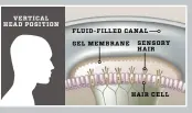  ??  ?? When the head is level, the sensory hairs, which 1 are affixed to the hair cells, are also vertical. The hair cells are in three fluid-filled canals, perpendicu­lar to each other. One for the head being bent back and forth, one with the ear leaning towards the shoulder, and one with us shaking our head.