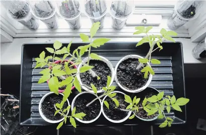  ?? CHRIS SETO WATERLOO REGION RECORD ?? Tomato seedlings lean toward the light on a windowsill. There’s been a large increase in the number of people growing vegetables at home this year.