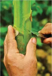  ??  ?? The ideal slitting of a papaya plant for marcotting.