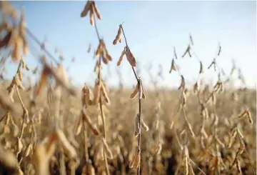  ?? — Reuters ?? Soy plants are seen at a farm in Carlos Casares, Argentina.