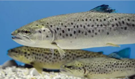  ?? Foto: Ulrich Wagner ?? Fischarten wie Bachforell­e oder Äsche, die kaltes, sauerstoff­reiches Wasser brauchen, verlieren immer mehr Lebensräum­e. Fremde Tier- und Pflanzenar­ten verdrängen zunehmend heimische Arten. Das Wasser in Seen vermischt sich nicht mehr so gut. Das...