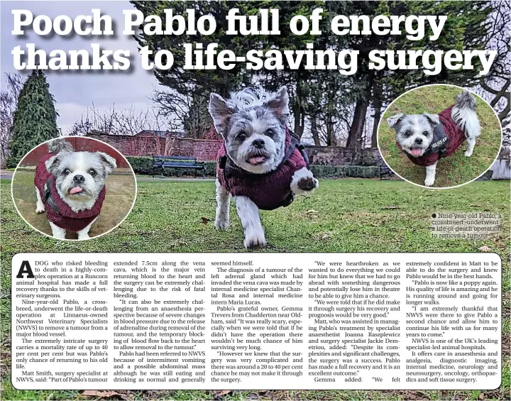  ?? ?? ● Nine-year-old Pablo, a crossbreed, underwent a life-or-death operation to remove a tumour