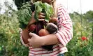  ?? Nick David/Getty Images ?? ‘Allotments and shared gardens would allow more people to enjoy the pleasures of growing and eating their own food.’ Photograph: