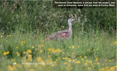  ??  ?? This female Great Bustard, a release from the project, was seen in Somerset, some 110 km west at Puxton Moor.