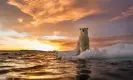  ?? Photograph: Paul Souders/Getty Images ?? A polar bear looks out from sea ice off the shore of Naujaat, Nunavut in Canada.