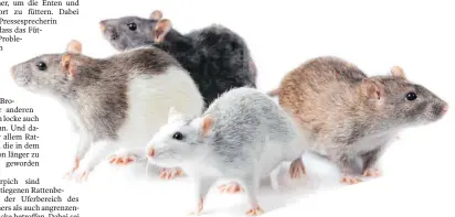  ?? ARCHIVFOTO: COLOURBOX/EUGEN WAIS ?? Ratten sind am Köchlinwei­her zur Plage geworden.