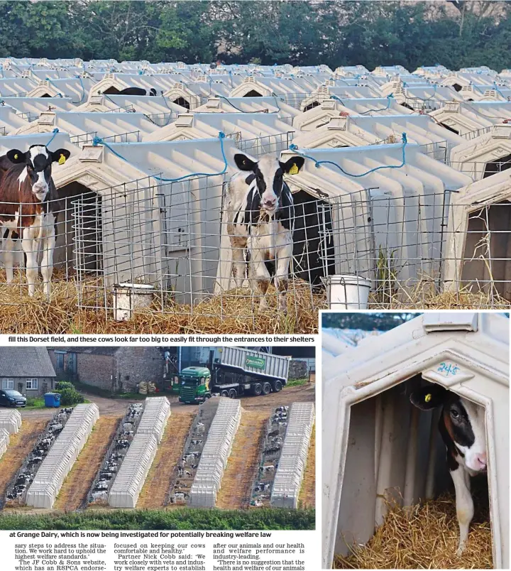  ??  ?? fill this Dorset field, and these cows look far too big to easily fit through the entrances to their shelters at Grange Dairy, which is now being investigat­ed for potentiall­y breaking welfare law Isolated: A calf can barely move inside the restrictiv­e shelter
