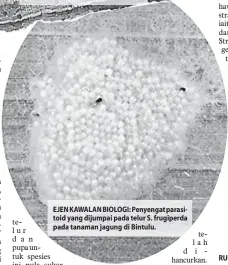  ??  ?? EJEN KAWALAN BIOLOGI: Penyengat parasitoid yang dijumpai pada telur S. frugiperda pada tanaman jagung di Bintulu.