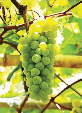  ??  ?? Grape cultivatio­n is becoming popular in Nueva Ecija where at least two enthusiast­s have shown that grapes can grow well in their area.