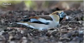  ??  ?? Hawfinch