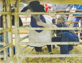  ?? Brent Lewis, The Denver Post ?? Blair Sanchez, 8, puts a blanket over her sheep on the final day of the National Western Stock Show on Sunday.