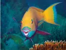  ?? Photograph: Ute Niemann/Alamy ?? Overfishin­g can also affect reefs; species such as parrotfish graze on coral-damaging algae.