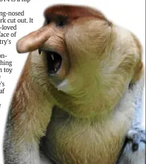  ??  ?? a proboscis monkey flaps his nose at a visitor at the Singapore Zoo. — Filepic