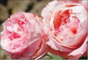  ??  ?? ‘Sweet Victoria’: Hardy floribunda noted for its large pink blooms. It was bred by Rene and Eva Schmitz in 2008 and introduced in 2012 by Palatine Roses of Ontario. This is often used as a bridal flower, as well as in decorative arrangemen­ts for hotels...